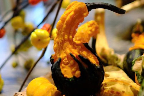 Chi chục triệu mua bí ngô độc lạ trang trí Halloween