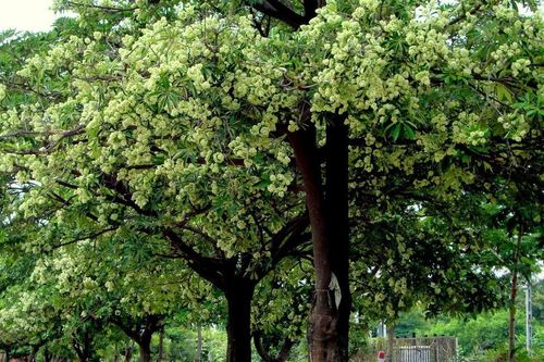 Chữ và nghĩa: Cây sữa và cây hoa sữa