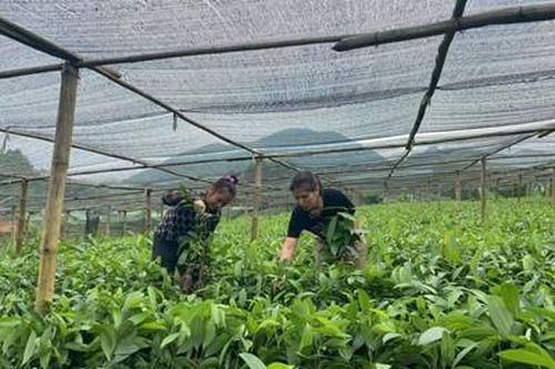 Nông thôn mới tại ATK Định Hóa - Bài 2: Quan tâm phát triển kinh tế, tạo sinh kế cho người dân (Tiếp theo và hết)