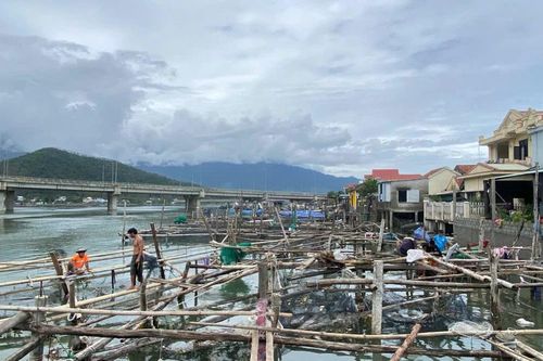 Trắng tay vụ cá lồng ở vịnh Lăng Cô