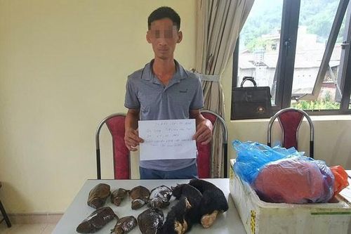 Phá đường dây chuyên cung cấp gấu ngựa, rùa đầu to về Hà Nội