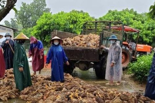 Quảng Bình: Sau đêm lũ, đàn gà 6.000 con chỉ còn vài con thoi thóp