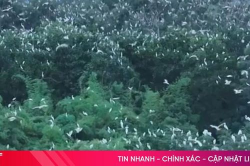 Cận cảnh hàng nghìn con chim trời trú ngụ tại trang trại một người dân ở Hà Tĩnh