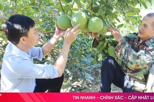 Vận động cải tạo gần 10.000 vườn hộ ở Hương Sơn