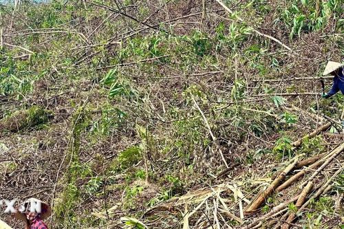 Bộ NN-PTNT: Khẩn trương khắc phục hậu quả rừng trồng bị thiệt hại do bão số 3