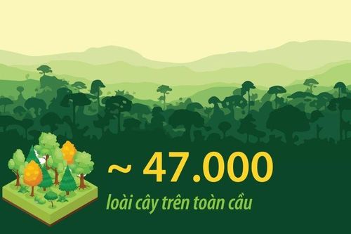 Loài cây trên toàn cầu đứng trước nguy cơ tuyệt chủng