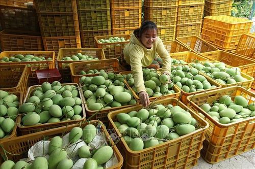 Tám doanh nghiệp liên kết tiêu thụ sản phẩm xoài với nông dân Đồng Tháp