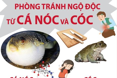 Phòng tránh ngộ độc từ cá nóc và cóc