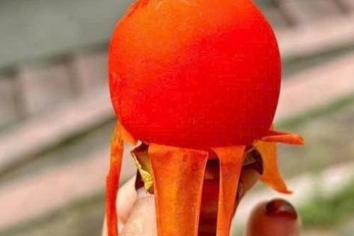 Loại hồng tí hon của Trung Quốc đổ bộ chợ Việt, cửa hàng bán ngày cả tạ