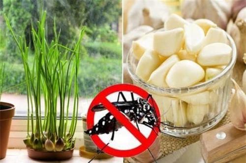 Mẹo đuổi muỗi bằng thảo dược thiên nhiên, rất hiệu quả nhưng không phải ai cũng biết