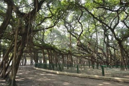 Choáng váng trước cây đa cổ thụ rộng nhất thế giới: Diện tích hơn 1.000 mét vuông, cành cao nhất bằng căn nhà 6 tầng