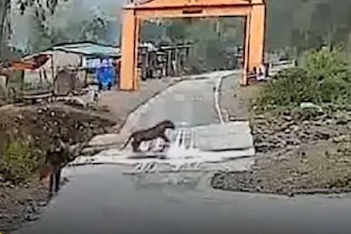 CLIP: Đối đầu với hổ, người đàn ông có cái kết khiến người xem 'sốc ngang'