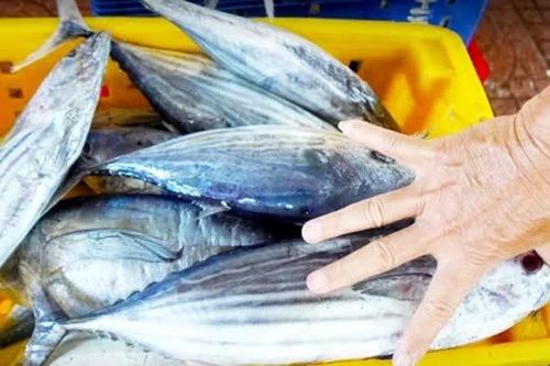 Doanh nghiệp xuất khẩu phản ánh gặp khó vì quy định kích thước con cá ngừ