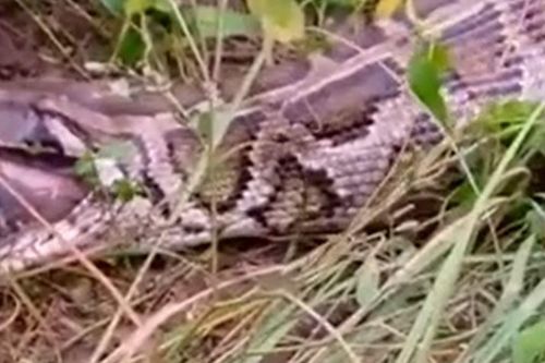 CLIP: Tham ăn nuốt linh dương, trăn 'khủng' nhận cái kết 'đắng ngắt'