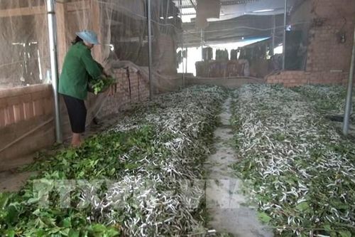 Lào Cai mở rộng phát triển ngành sản xuất dâu tằm tơ