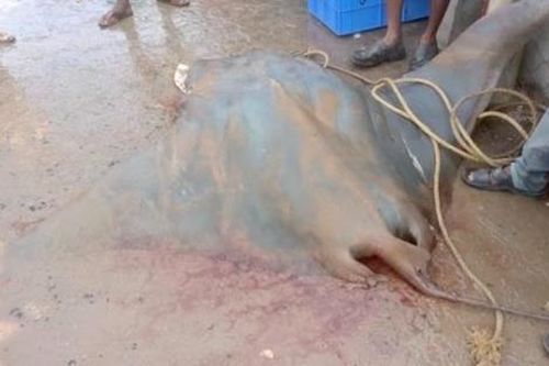 Ngư dân nghèo đổi đời nhờ bắt được cá khổng lồ 800kg trị giá hơn 600 triệu đồng