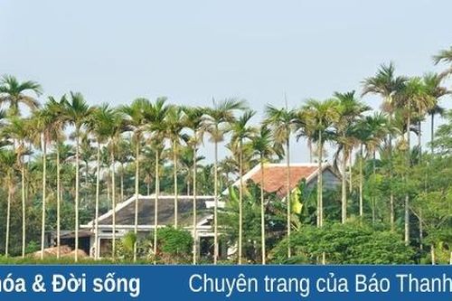 Vương vấn những mùa cau