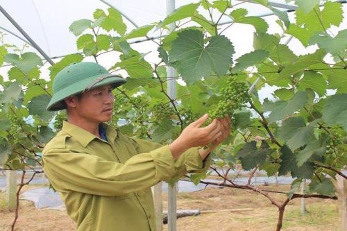 Thanh Hóa thúc đẩy nông nghiệp xanh phát triển kinh tế bền vững