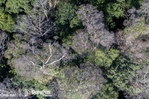 Ngắm toàn cảnh vẻ đẹp đặc sắc của 'lá phổi xanh' Đông Nam Bộ