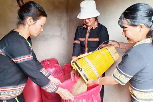 Hạt thóc nghĩa tình