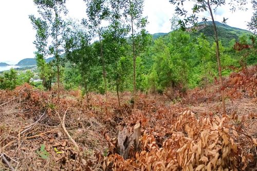 Vụ khiếu nại đất đai ở Vạn Ninh: Địa phương đã hướng dẫn người dân làm thủ tục theo quy định