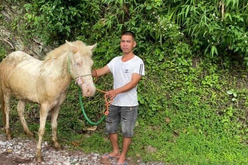 Chi Lăng: Nhân rộng mô hình chăn nuôi ngựa bạch