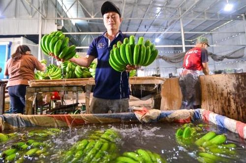 Chế biến sâu: Chìa khóa vàng mở ra cánh cửa xuất khẩu nông sản