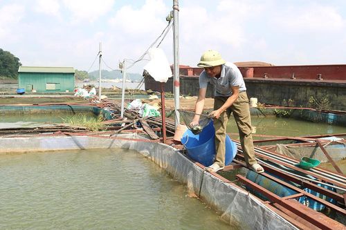Khôi phục sản xuất thủy sản
