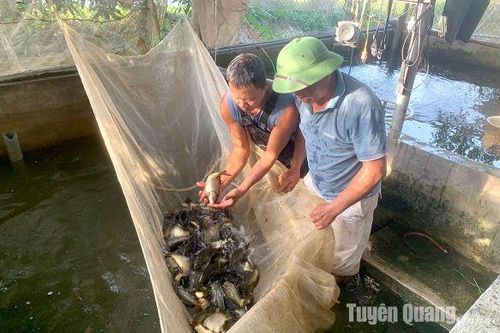 Khôi phục lại nghề nuôi trồng thủy sản