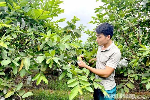 Đồng bào vươn lên làm giàu