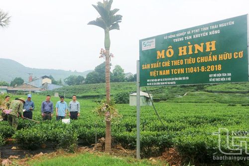 Thử nghiệm chế phẩm sinh học trong sản xuất chè hữu cơ
