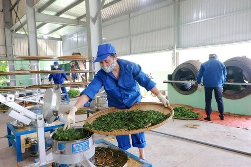 Xây dựng thương hiệu Trà xanh không độ từ vùng nguyên liệu Việt chất lượng cao
