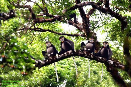 Nói không với sử dụng động vật hoang dã trái phép
