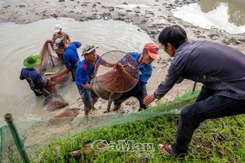 Nhộn nhịp mùa thu hoạch cá chình
