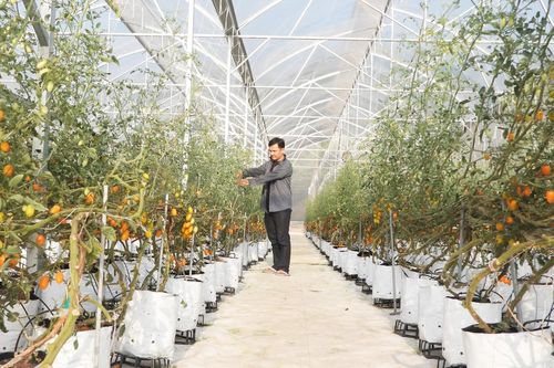 Tây Ninh: Nông nghiệp công nghệ cao là trụ cột kinh tế và hội nhập