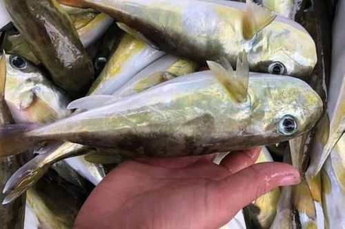 Vì sao loại cá chứa chất kịch độc người dân vùng biển miền Trung vẫn tranh nhau mua?