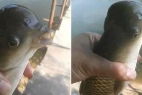 Đi câu trên sông, người đàn ông bắt được con cá lạ