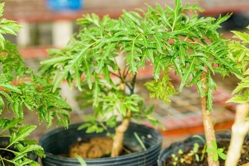 Ý nghĩa phong thủy và cách trồng cây đinh lăng đem lại sức khỏe dồi dào, gia đình ổn định
