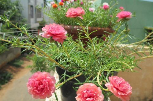 Những loại cây cảnh được mệnh danh 'bất tử', cắm cành xuống đất là bén rễ