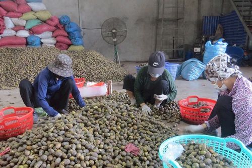 Thấp thỏm lo giá cau lên xuống thất thường