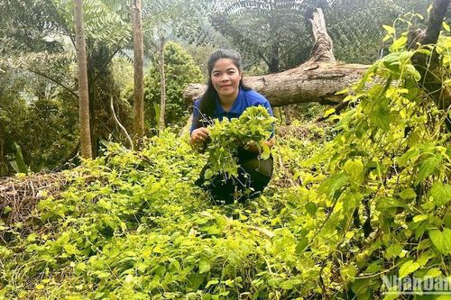 Khát vọng của cô gái Cơ Tu