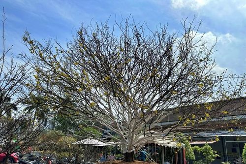 Cận cảnh 'cụ mai' hét giá 2 tỷ khiến đại gia choáng váng