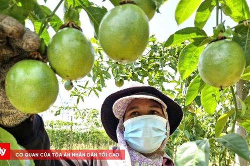 Kiến tạo nền nông nghiệp để hơn 5 triệu ha đất 'vùng Tây Nguyên cất cánh, phát triển'