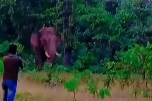 Chụp ảnh 'tự sướng' với voi hoang, nam thanh niên nhận cái kết không ngờ