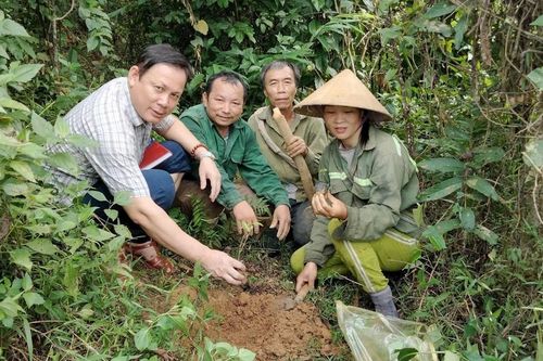 Chia sẻ lợi ích từ mô hình trồng dược liệu dưới tán rừng ở Tương Dương