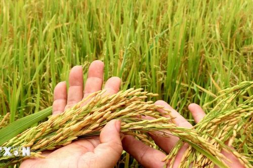 Sẽ mở rộng thí điểm hơn 3.300ha lúa chất lượng cao, phát thải thấp vụ Đông Xuân