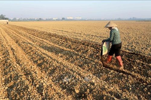 Tích tụ ruộng đất: Hồi sinh những cánh đồng hoang