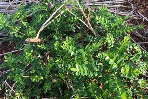 Cây dại mọc bờ mọc bụi nay thành đặc sản dân phố săn lùng, 800.000 đồng/kg
