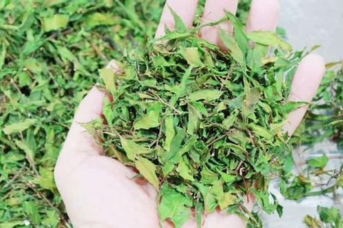 Đừng chỉ ăn rễ, lá loại cây này quý như 'nhân sâm của người nghèo' trị bách bệnh, ở quê mọc um tùm