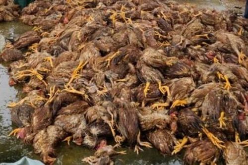 Đàn gà hơn 4.000 con bị 'cuốn' theo lũ, chủ trang trại mất trắng gần tỷ đồng
